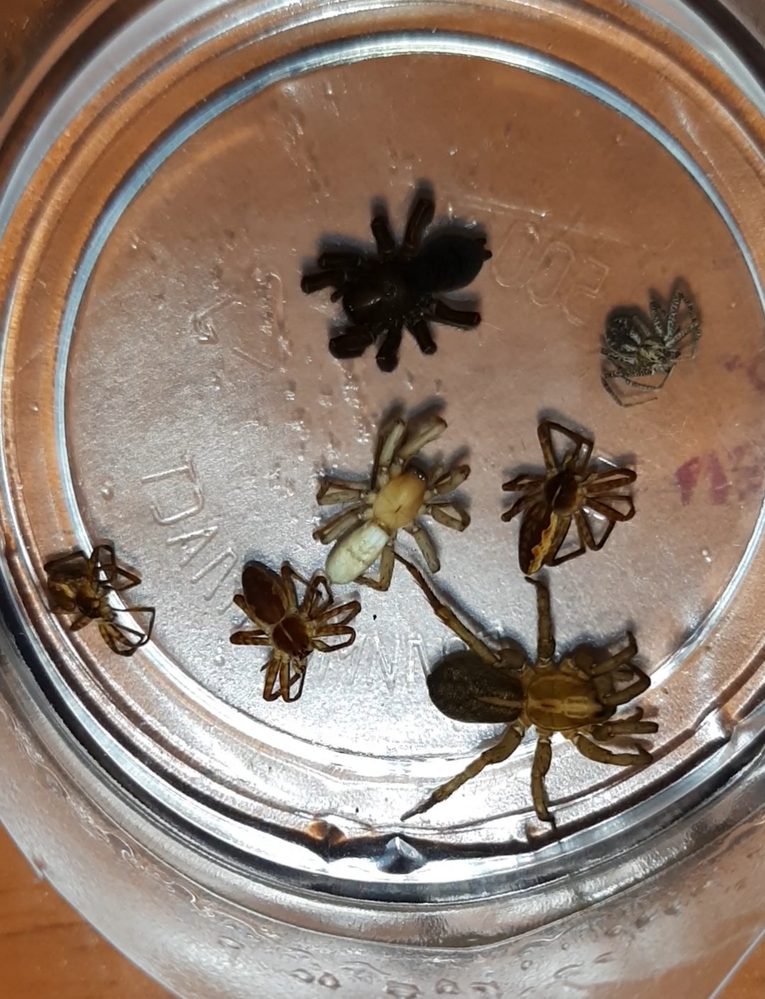 БИОЭКОЛОГИЧЕСКИЕ ОСОБЕННОСТИ ЯДОВИТЫХ И ОПАСНЫХ ДЛЯ ЧЕЛОВЕКА ПАУКОВ ЗАПАДНО-КАЗАХСТАНСКОЙ ОБЛАСТИ